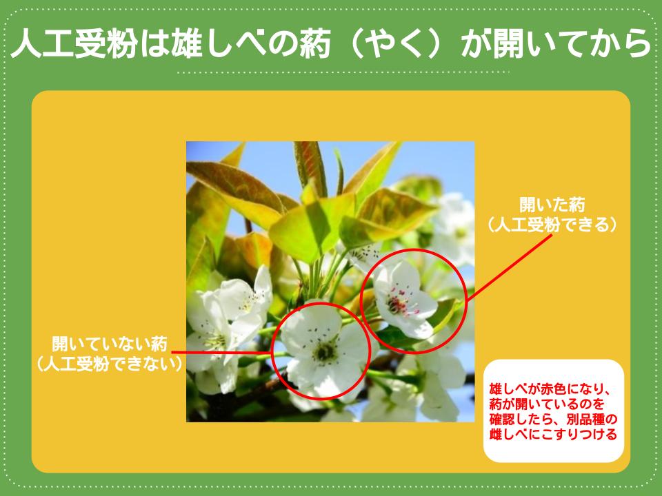 梨の育て方：人工授粉